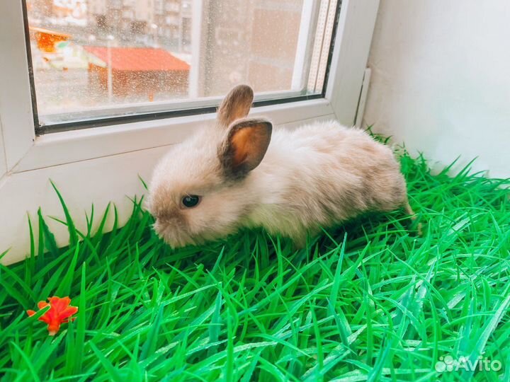 Мини карликовый кролик