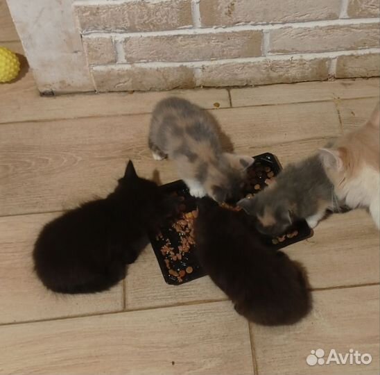 Британские котята