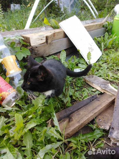 Кошки бесплатно