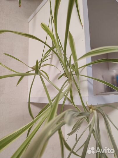 Хлорофитум