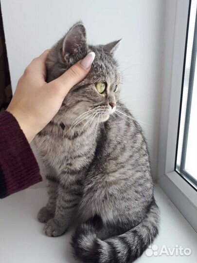 Котята от породистой кошки