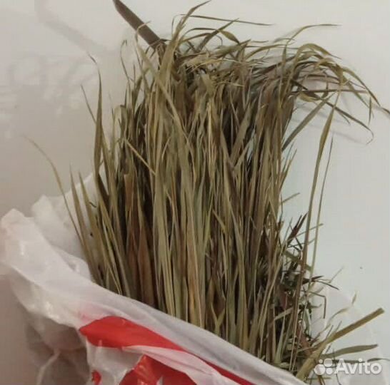 Зубровка трава