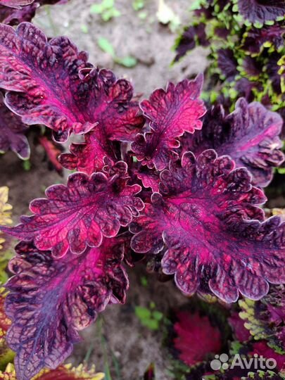 Семена колеусов, колеусы вегетативные