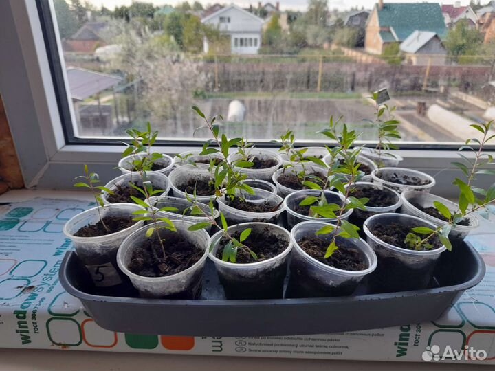 Мурайя метельчатая и гранат нана