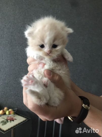 Котятки медвежатки
