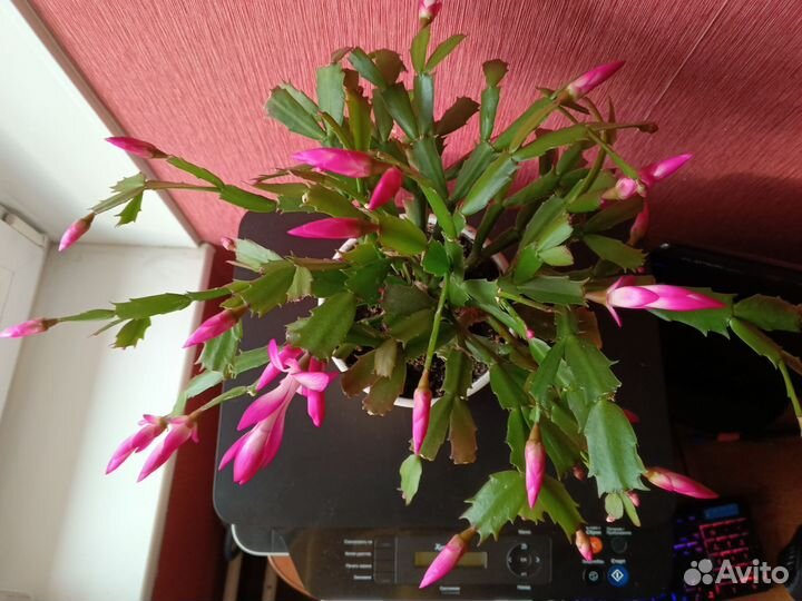 Декабрист (Шлюмбергера). Комнатное растение
