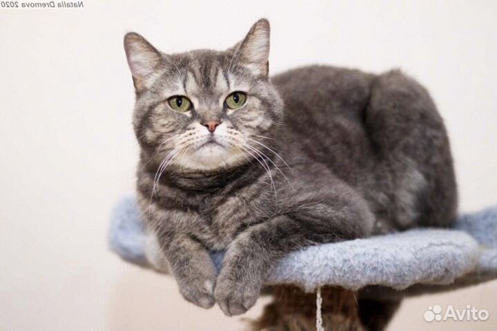 Кошечка Плюшка ищет дом, стерильная