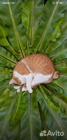 Выгул собачек