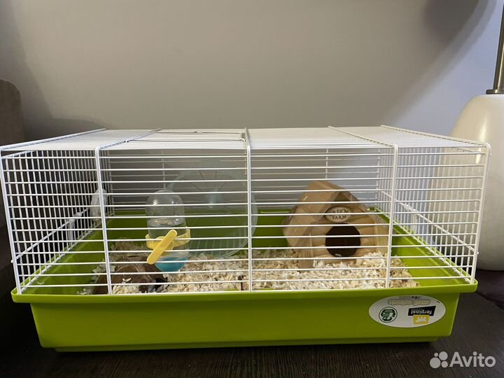 Джунгарский хомяк с клеткой бесплатно