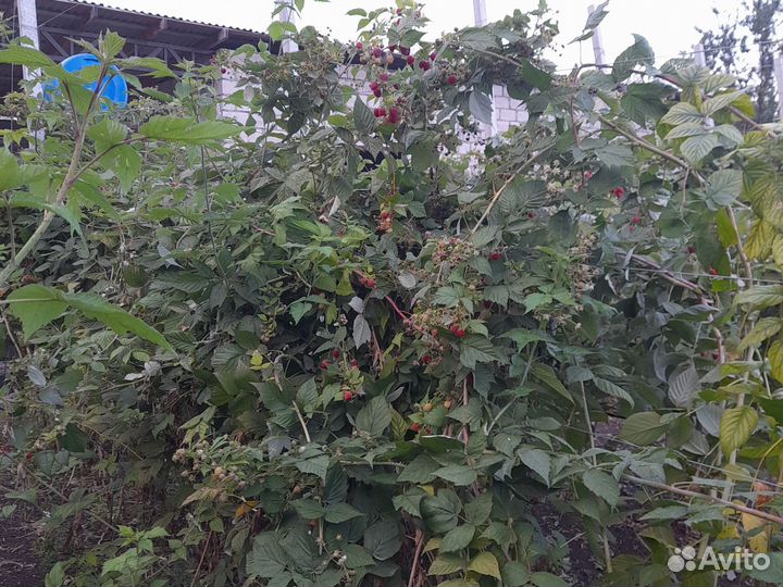 Малина дерево