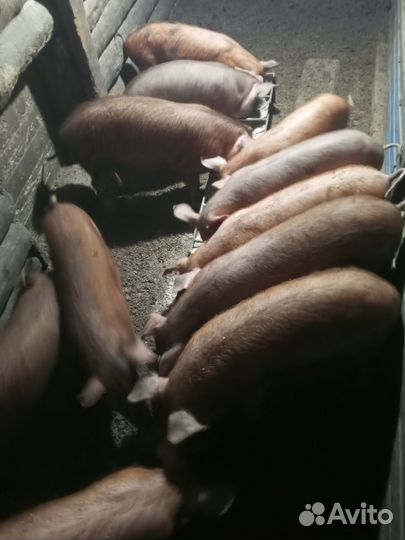 Поросята дюрок+кантор