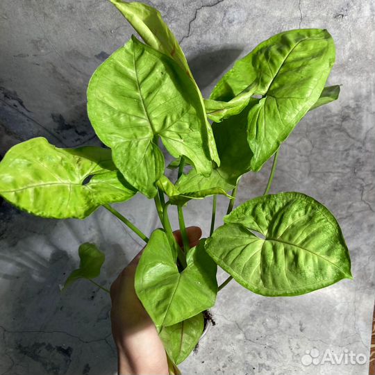 Сингониум разные виды