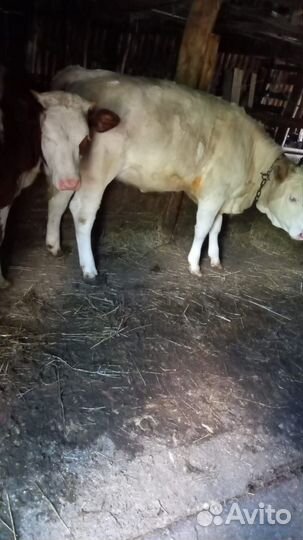 Тёлки на мясо