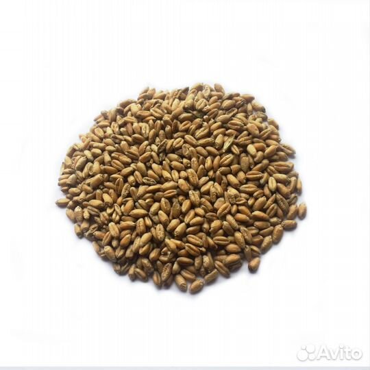 Пшеница фуражная в мешках