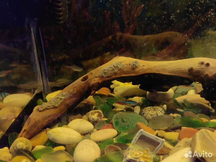Аквариум с рыбками