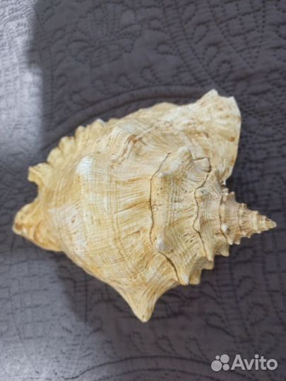 Большая раковина морского моллюска Conch Shell