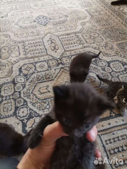 Котята в добрые руки бесплатно