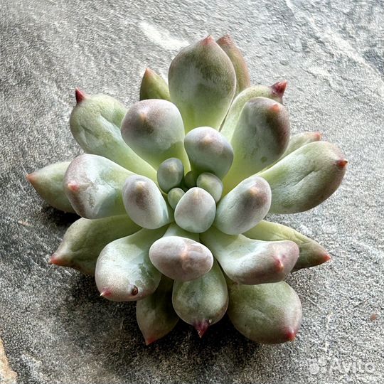 Суккуленты почтой