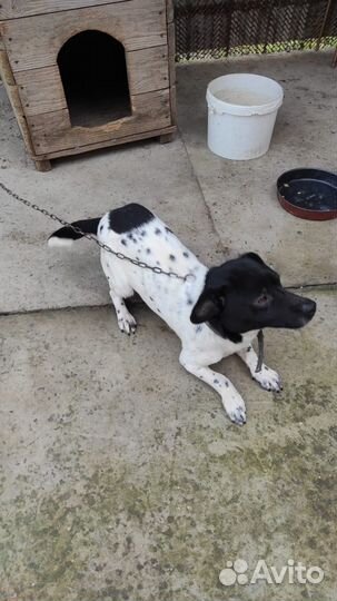 Собака в добрые руки