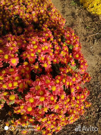 Растения для сада