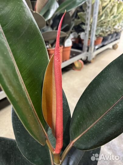 Фикус Абиджан, Робуста