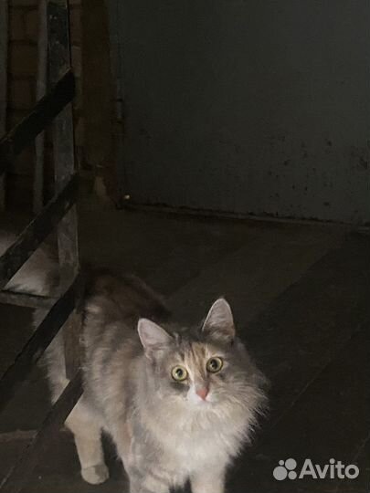 Кошки в добрые руки