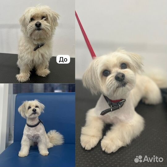 Груминг собак и кошек