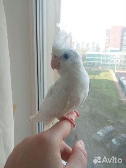 Корелла птенец,ручной говорящий