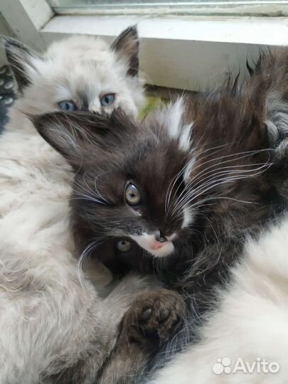 Котята пушистые