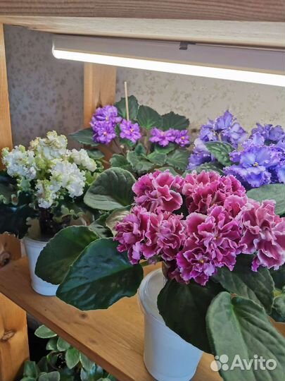 Фиалки сортовые