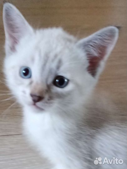 Кошки в добрые руки