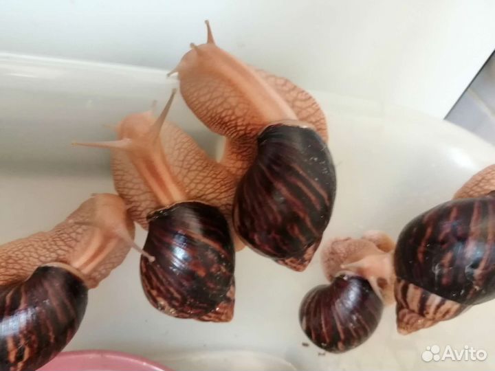 Улитки ахатины иммакулята