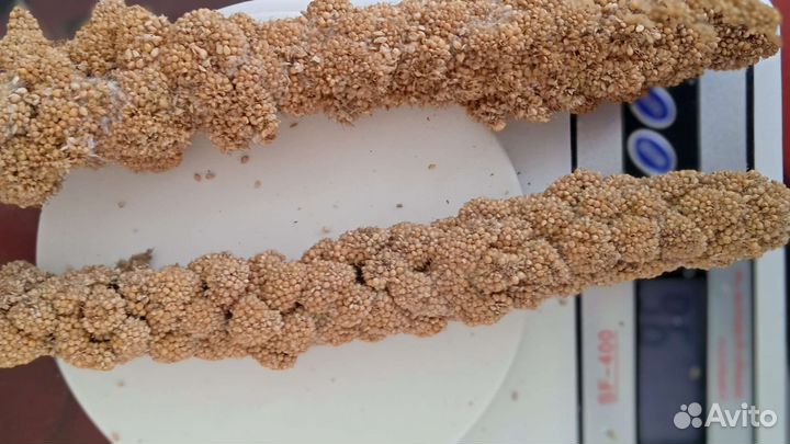 Чумиза лакомство для мелких птиц