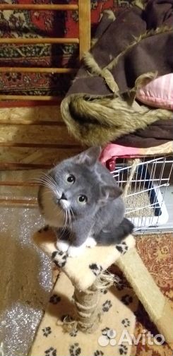 Отдам в хорошие руки