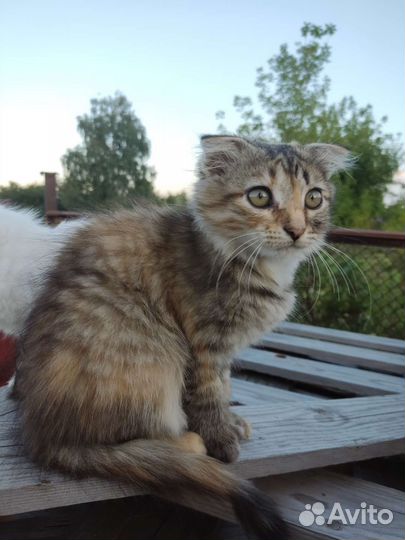 Кошка в дар