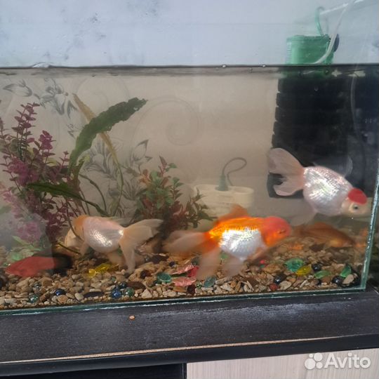 Аквариум с рыбками