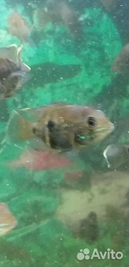 Берюзовые акары