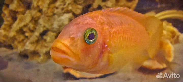 Малавийские цихлиды красная зебра