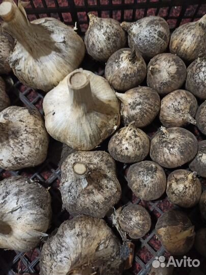 Чеснок рокамболь