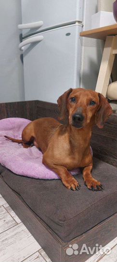 Такса Лаки ищет дом