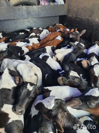 Телята бычки