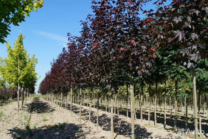 Клен роял ред