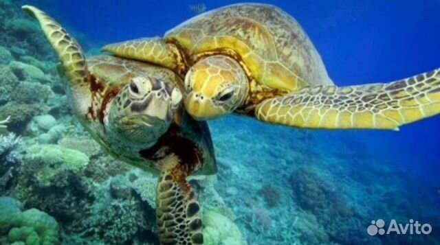 Океанариум в Казани