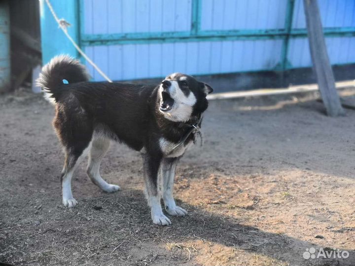 Восточно сибирская лайка