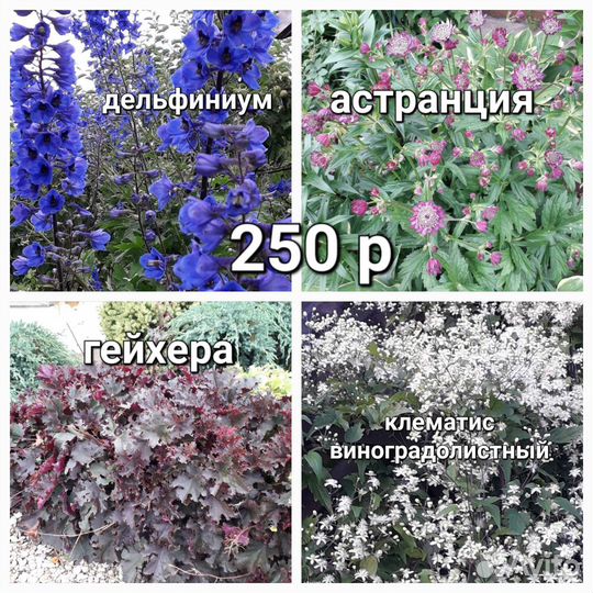 Цветы деленки для осенней посадки