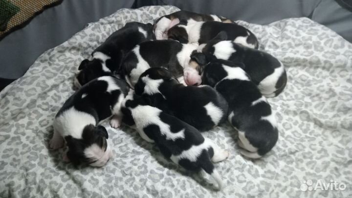 Щенки бигль