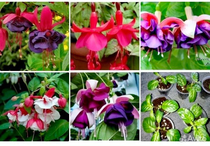 Фуксия набор черенков 5 сортов