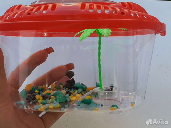 Декоративные черепашки