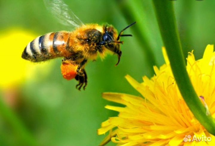 Пчел