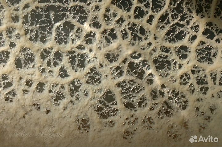 Микрочервь нематод стартовый корм для мальков